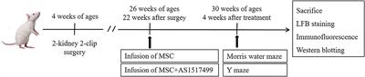 Mesenchymal Stem Cells Improve Cognitive Impairment and Reduce Aβ Deposition via Promoting AQP4 Polarity and Relieving Neuroinflammation in Rats With Chronic Hypertension-Induced Cerebral Small-Vessel Disease
